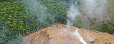 Regolamento UE Deforestazione: vademecum e chiarimenti interpretativi